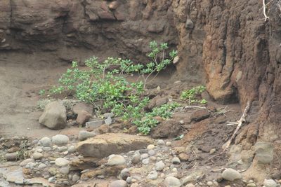 Coprosma repens, photographed by Joe Dillon