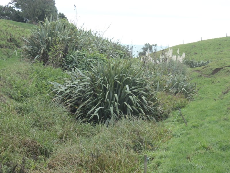 Phormium tenax, photographed by Joe Dillon