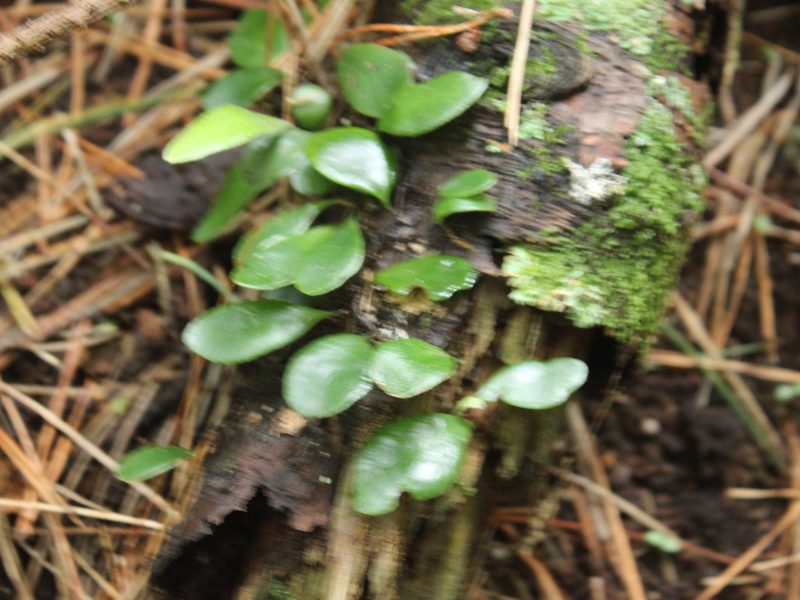 Pyrrosia eleagnifolia, photographed by Joe Dillon