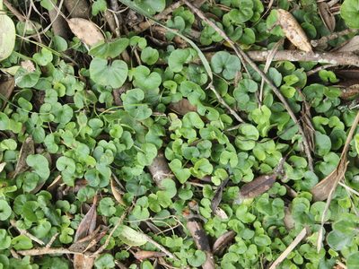 Dichondra repens, photographed by Joe Dillon