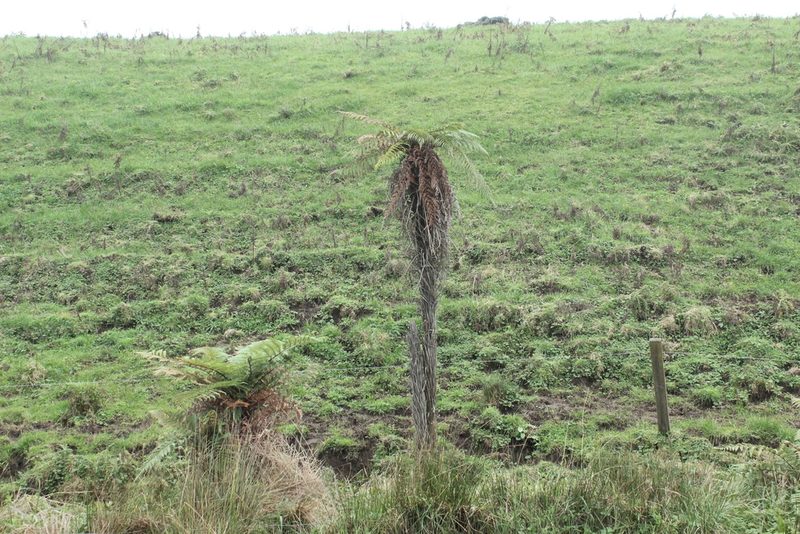 Dicksonia squarrosa, photographed by Joe Dillon