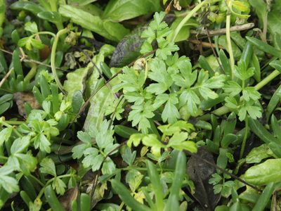 Apium prostratum, photographed by Joe Dillon