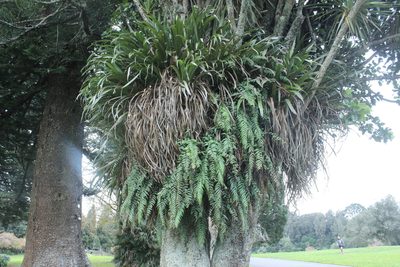 Asplenium polyodon, photographed by Joe Dillon