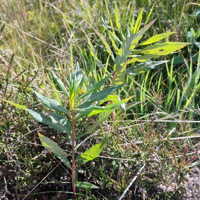 Epilobium angustifolium, photographed by Quentin Groom