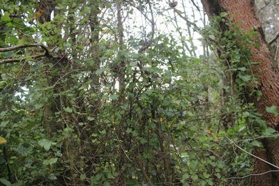 Muehlenbeckia australis, photographed by Joe Dillon