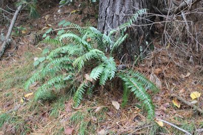 Asplenium polyodon, photographed by Joe Dillon