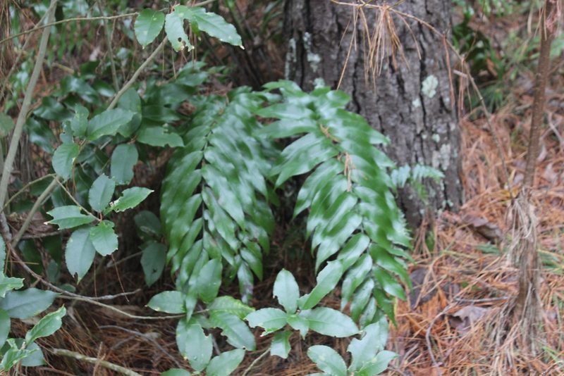 Asplenium oblongifolium, photographed by Joe Dillon