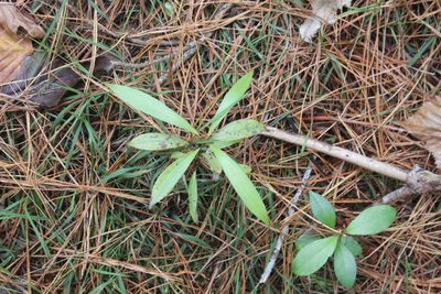 Beilschmiedia tawa, photographed by Joe Dillon