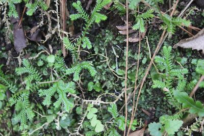 Selaginella kraussiana, photographed by Joe Dillon