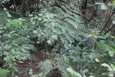 Ripogonum scandens, photographed by Joe Dillon