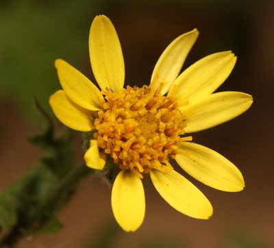 Anisopappus schinzii, photographed by Wynand Uys