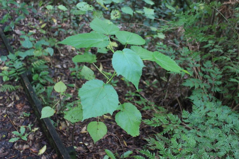 Entelea arborescens, photographed by Joe Dillon