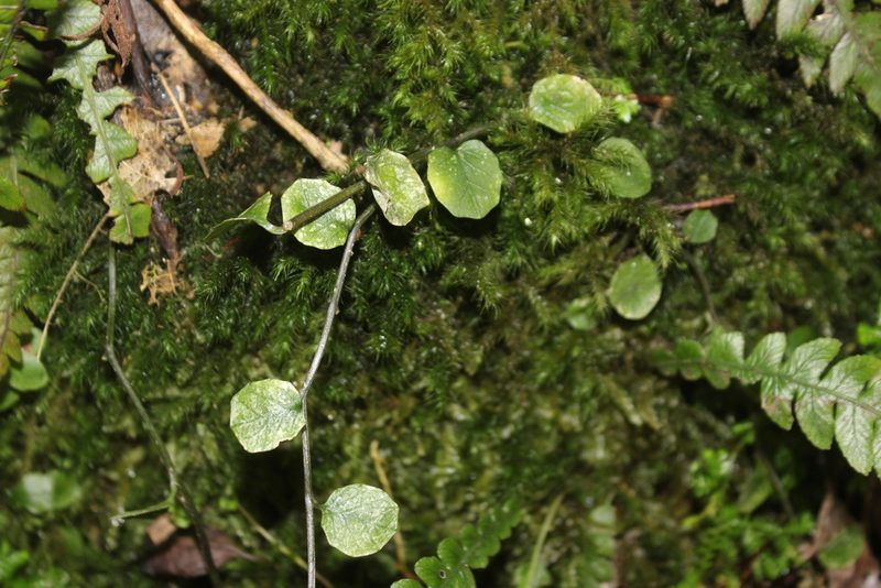 Lobelia angulata, photographed by Joe Dillon
