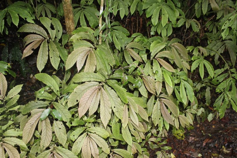Elatostema rugosum, photographed by Joe Dillon