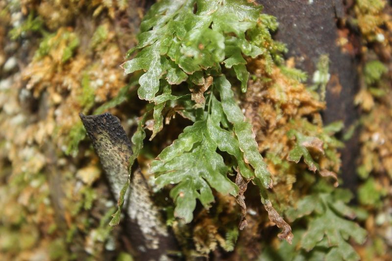 Polyphlebium venosum, photographed by Joe Dillon