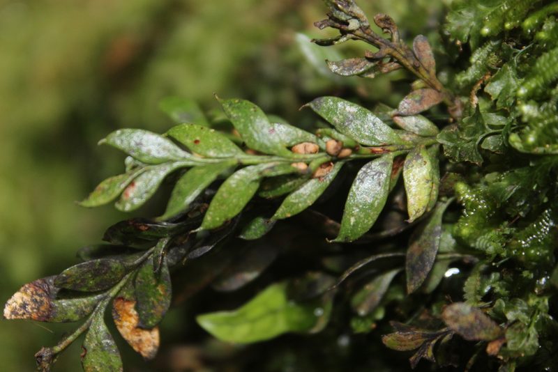 Tmesipteris lanceolata, photographed by Joe Dillon