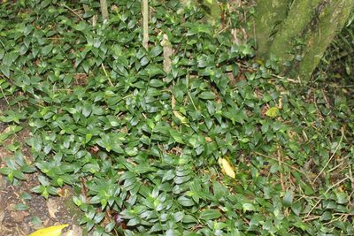 Tradescantia fluminensis, photographed by Joe Dillon