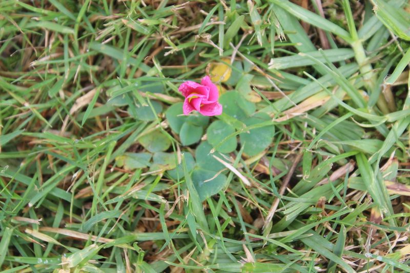 Oxalis purpurea, photographed by Joe Dillon
