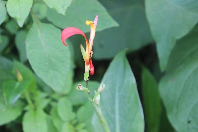 Canna indica, photographed by Joe Dillon