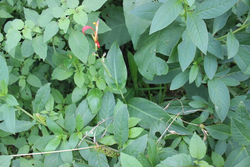 Phytolacca octandra, photographed by Joe Dillon