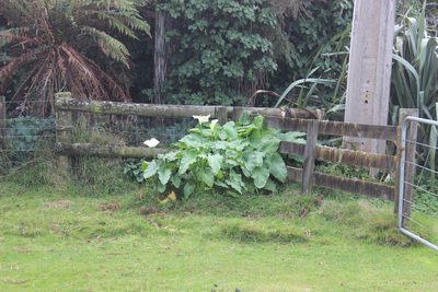 Zantedeschia aethiopica, photographed by Joe Dillon