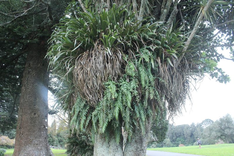 Astelia hastata, photographed by Joe Dillon