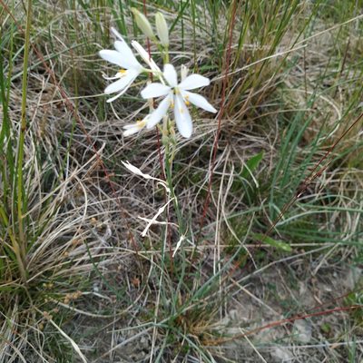 Anthericum liliago, photographed by Angelika Baumann