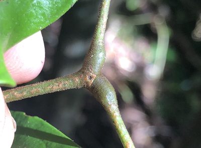 Archidendron muellerianum, photographed by Samuel Frankel