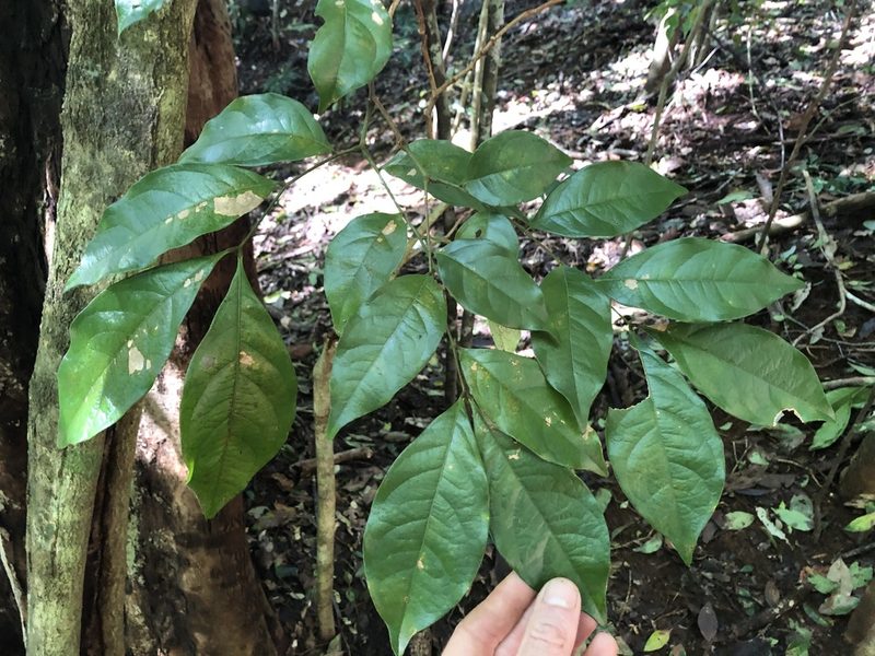 Archidendron muellerianum, photographed by Samuel Frankel