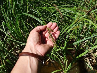 Carex paniculata, photographed by Grzegorz Grzejszczak