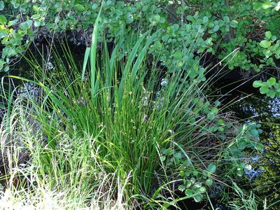 Juncus effusus, photographed by Grzegorz Grzejszczak