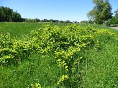 Reynoutria japonica, photographed by Grzegorz Grzejszczak