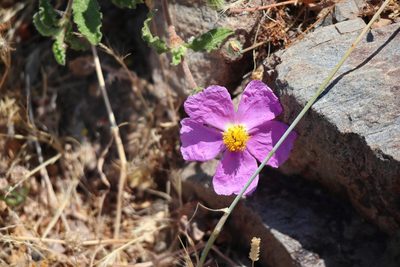 Cistus creticus, photographed by Michalis T.