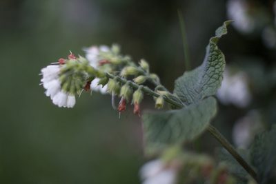 Symphytum orientale, photographed by Tim Johnson