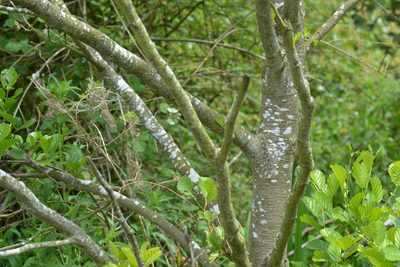 Alnus glutinosa, photographed by Matthew Vosper