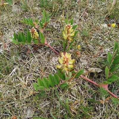 Astragalus glycyphyllos, photographed by Angelika Baumann