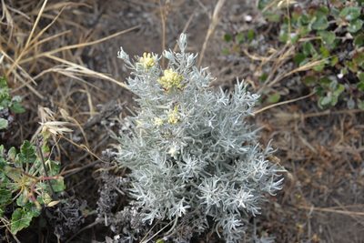 Castilleja hololeuca, photographed by Rusty