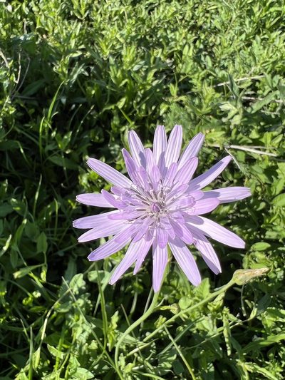 Scorzonera rosea, photographed by Conrad Altmann