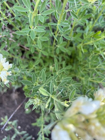 Chamaecytisus albus, photographed by Conrad Altmann