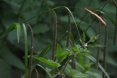 Carex pendula, photographed by Matthew Vosper
