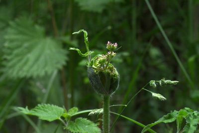 Heracleum sphondylium, photographed by Matthew Vosper