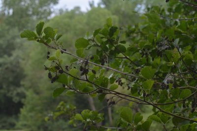 Alnus glutinosa, photographed by Matthew Vosper