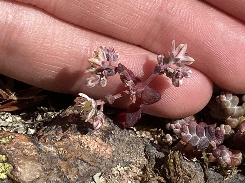 Sedum brevifolium, photographed by Marc Riera