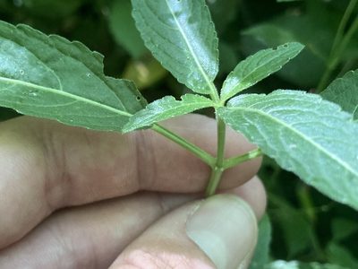 Mercurialis perennis, photographed by Marc Riera