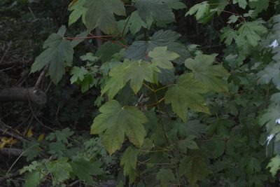 Acer pseudoplatanus, photographed by Matthew Vosper