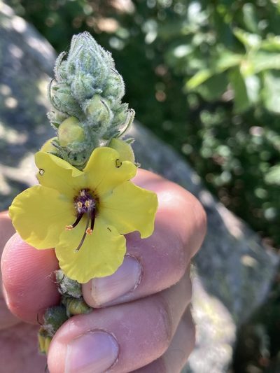 Verbascum boerhavii, photographed by Marc Riera
