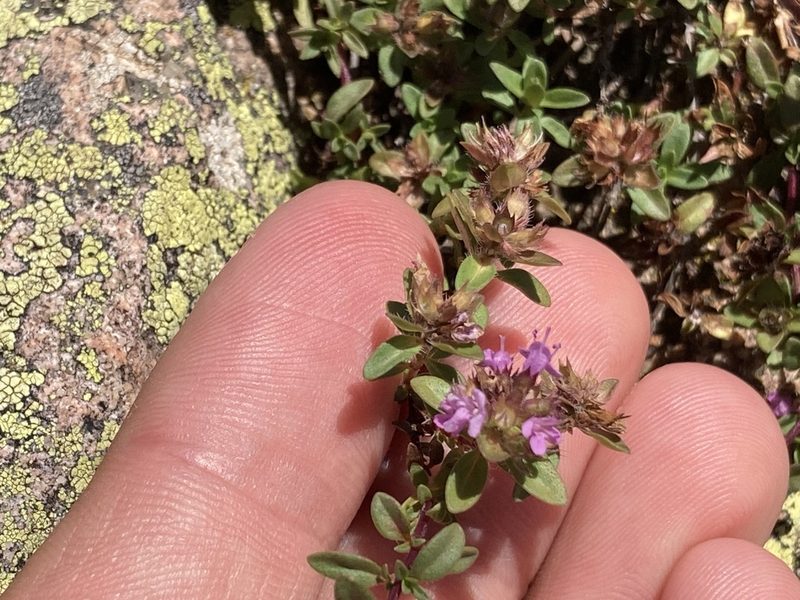 Thymus pulegioides, photographed by Marc Riera