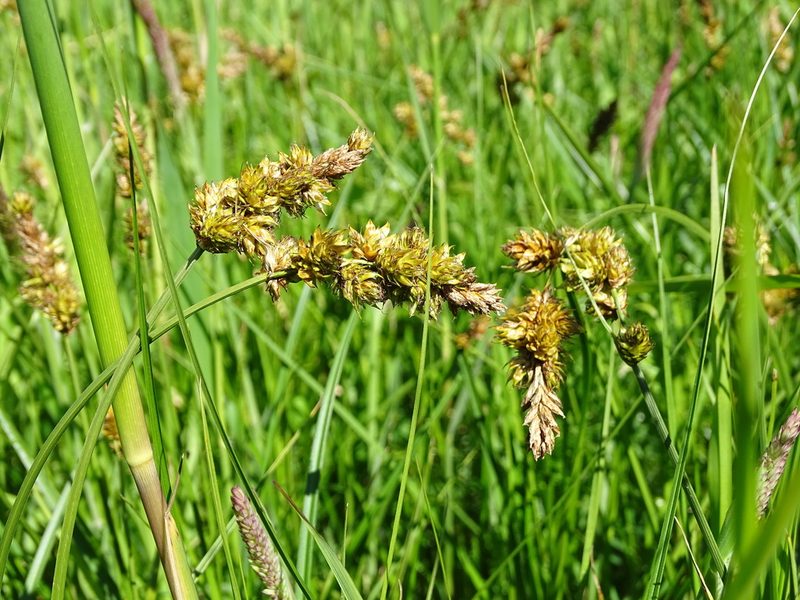 Carex disticha, photographed by Grzegorz Grzejszczak