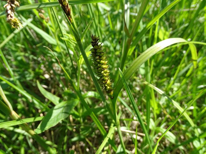 Carex riparia, photographed by Grzegorz Grzejszczak