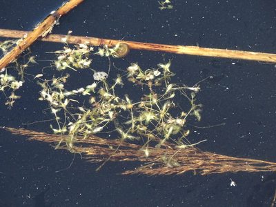 Lemna trisulca, photographed by Grzegorz Grzejszczak